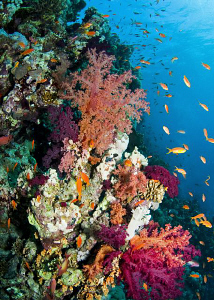 Soft corals on Jackson Reef by Paul Colley 